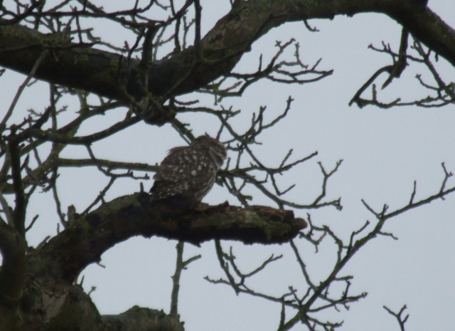 steenuil in notenboom
